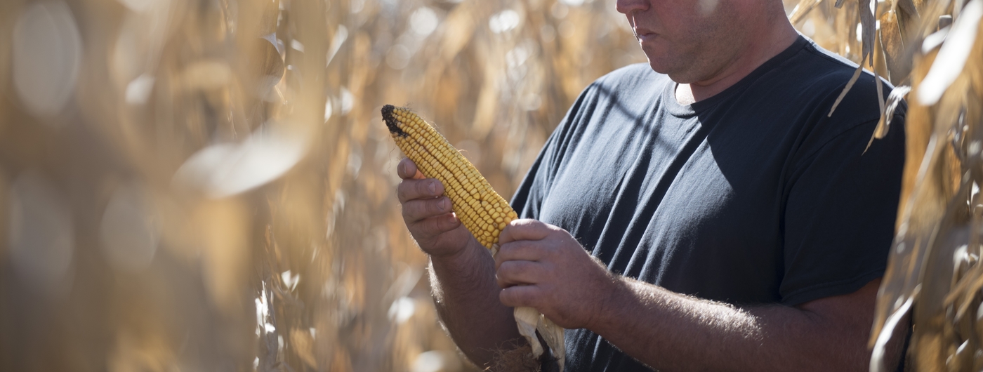 Man looking at corn in field