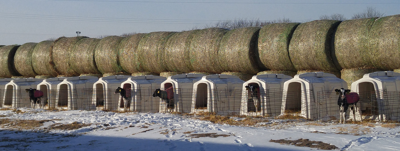 Calves in hutches in a row in the winter