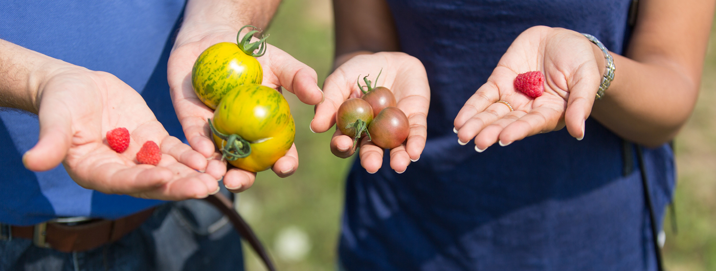 children's hands holding fresh picked tomatoes