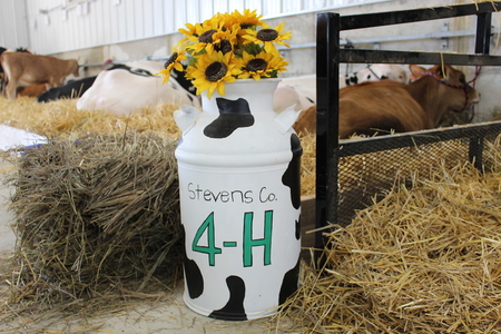 Stevens County 4-H decorated milk can in dairy barn with cattle in the background