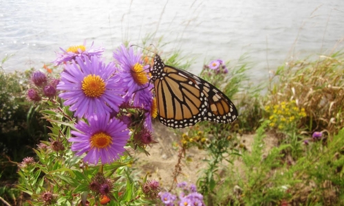 A monarch butterfly on a wildflower.
