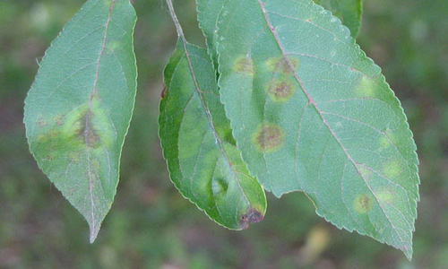 Apple scab infections that are olive green with fringed edges on leaves.