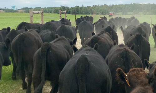 Beef cattle walking into a pasture.
