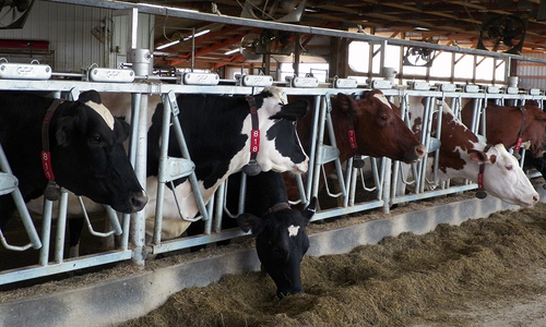 dairy cows feeding in head stalls in a barn.