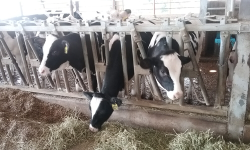 Dairy cows feeding in a barn.