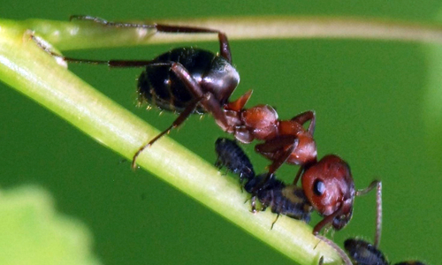 Field ant with brown head and thorax on a stem eating other insects.