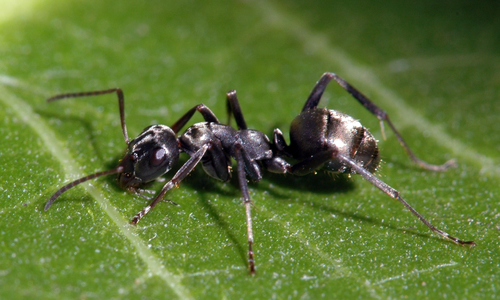 Black field ant worker on a green leaf.