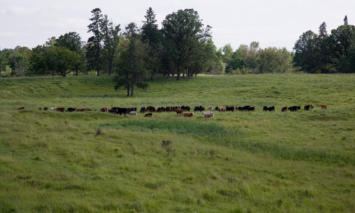Herd of cattle grazing in an open field.