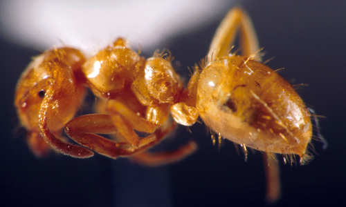 Larger yellow ant worker specimen.