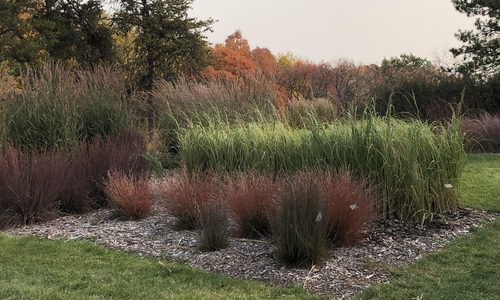 Several dark purple or red grasses in a large planting surrounded by lawn.