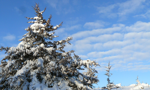 Pine tree with snow covered branches