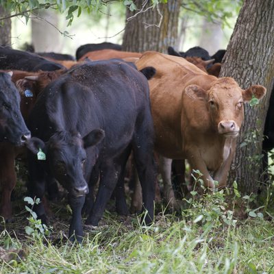 Cattle grazing under trees.