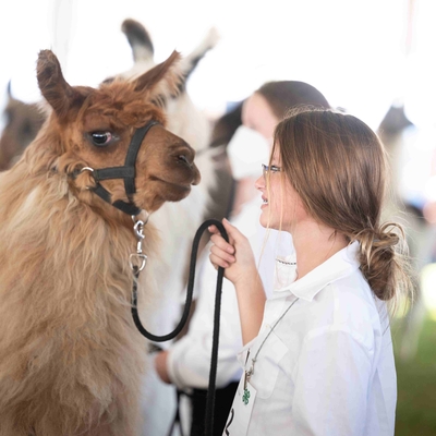 A girl showing her llama exhibit.