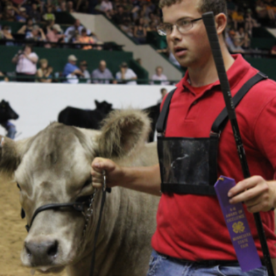4-H'er leading beef in competition.