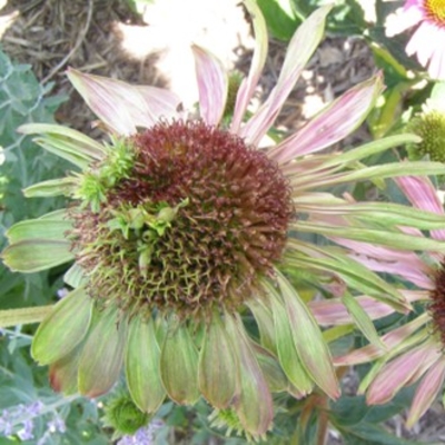 Flower affected by Aster Yellows