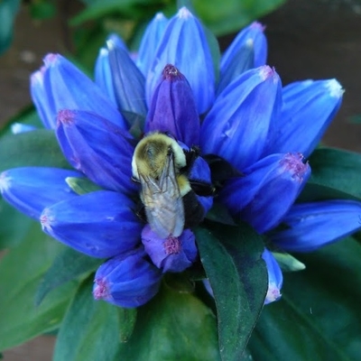 Bee on a blue gentian.