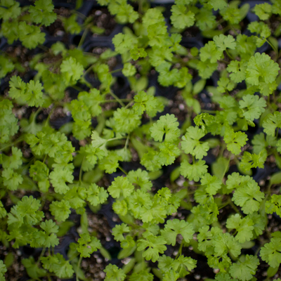 Green cilantro seedlings, photo taken from above