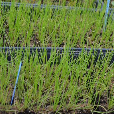 Green scallion seedlings growing indoors