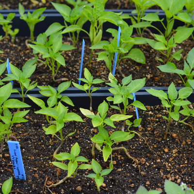 Sweet pepper seedlings