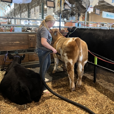 A girl grooming her show cattle. 