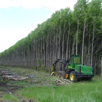 A plantation of hybrid poplar trees being harvested by heavy equipment.