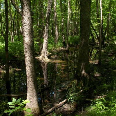 A floodplain forest