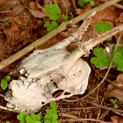 A skull of an animal on the ground.