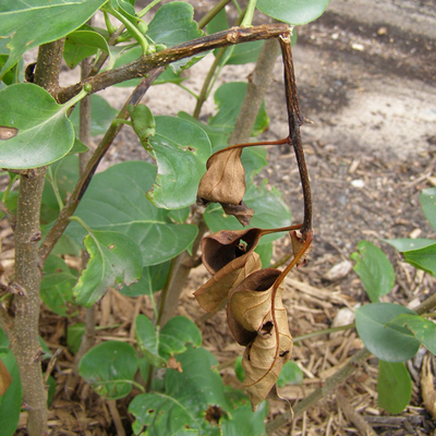 broken twisted stem with dead brown leaves hanging from a lilac plant