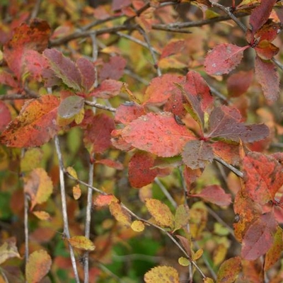 Close-up of barberry bush in autumn.
