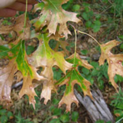Oak wilt infected leaves.