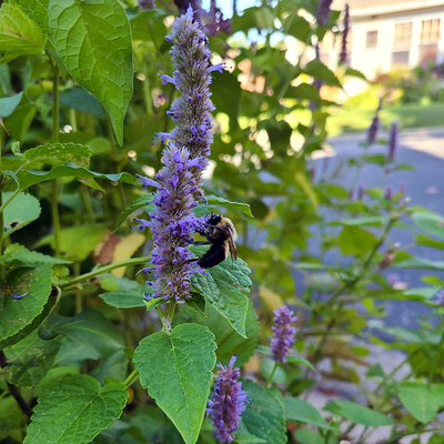 A bumble bee on an anise hyssop plant by the side of a road.