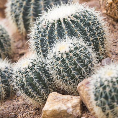 Four green cacti with white needles growing in sandy garden.