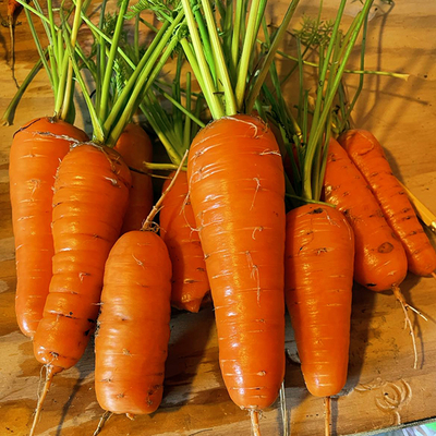 Bright orange carrots with greens attached.
