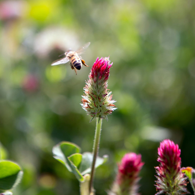 Bee hovering above a crimson clover flower.