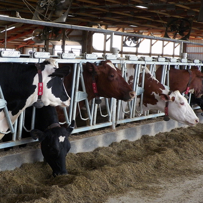 dairy cows feeding in head stalls in a barn.