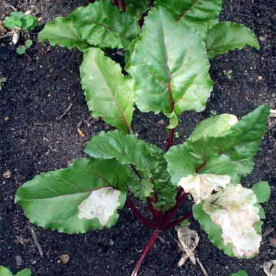 Irregular opaque patches on beet leaves caused by spinach leafminer feeding.