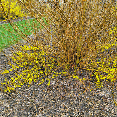 Shrub with branches with no flowers growing above branches at ground level that have flowers.