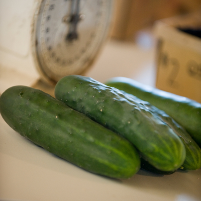 Green harvested cucumbers on a table