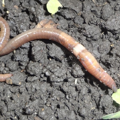 A worm on top of the soil