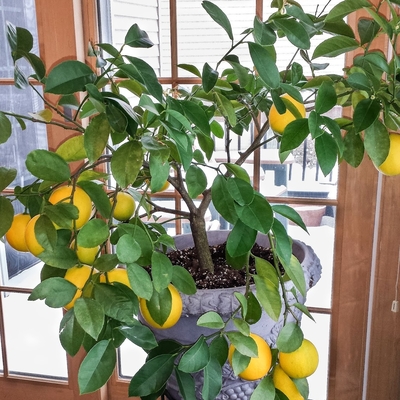 Small lemon tree growing in a pot on a stand in front of a glass patio door