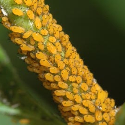 Many yellow aphids crowded on a green stem.