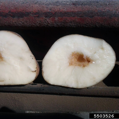 A potato that has been cut in half to show the white inner flesh; in each half, the center of the potato is hollow.