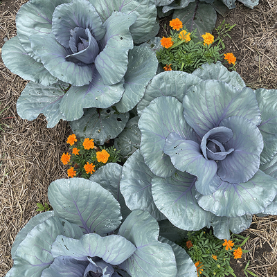 Four purple cabbage plants growing in a garden with marigolds in between, and straw mulch pathways on either side. 