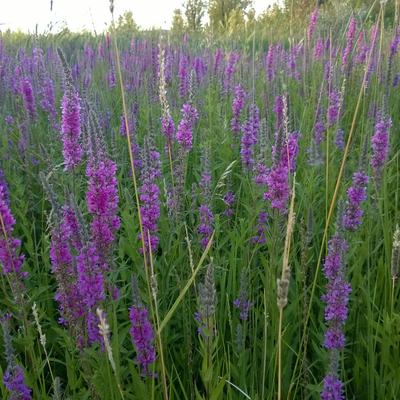A field of purple loosestrife in bloom.