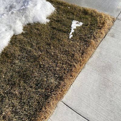 Salt damage on a patch of grass near a sidewalk.