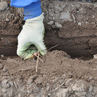 gloved hand planting dormant strawberry plant in trench in soil