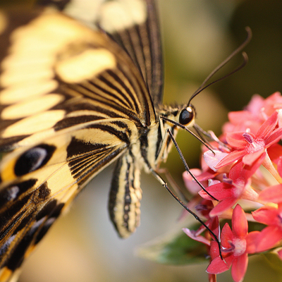 Black and gold striped swallowtail butterfly on pink flowers