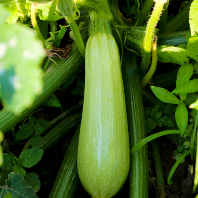 Green zucchini growing on plant 