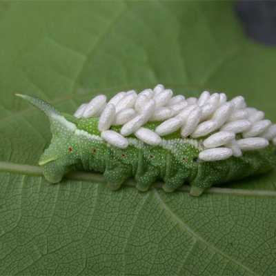 Wasp eggs on the back of a hornworm crawling on a leaf.
