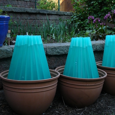 Blue water-filled tomato protectors in pots